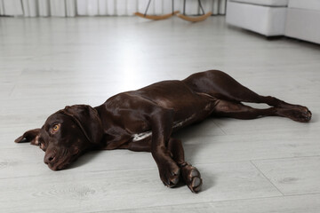 Canvas Print - Cute German Shorthaired Pointer dog resting on warm floor. Heating system