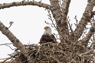 bald eagle (haliaeetus leucocephalus) national usa symbol and raptor perched in a large nest in old 