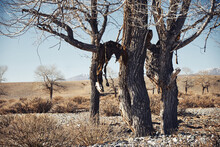 Skins And Skulls Of Dead Horses In Trees. Ancient Rite Or Ritual In Altai Or Mongolia. Exclusive Photo