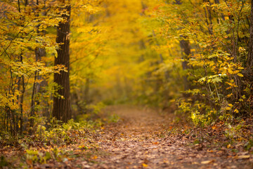 Beautiful autumn landscape with fallen dry leaves