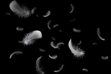 Group Of Soft And Light White Feathers Floating In The Dark. Feather Abstract On Black Background.