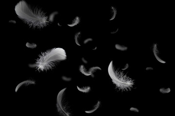 Wall Mural - group of soft and light white feathers floating in the dark. feather abstract on black background.