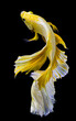 © Digital Art Studio - Beautiful movement of golden betta fish, yellow Siamese fighting fish, Betta splendens isolated on black background, Studio shot.