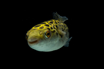 Wall Mural - Spotted green pufferfish, tetraodon or Dichotomyctere nigroviridis on black background
