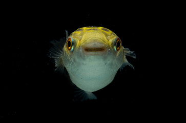 Spotted green pufferfish, tetraodon or Dichotomyctere nigroviridis on black background
