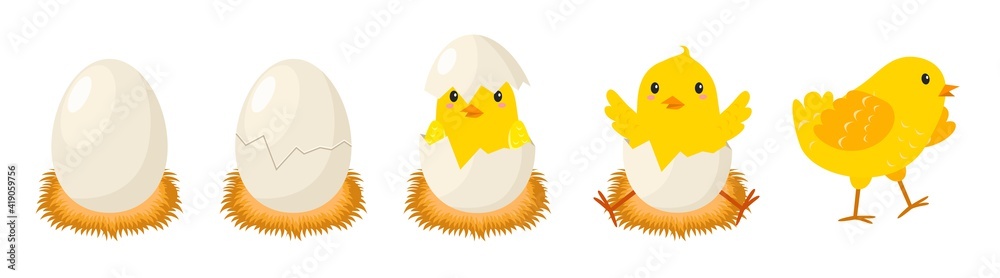 Chicken hatching stages. Newborn little cute chick, small baby bird emergence from egg, cracked shell in laying hens nest. Easter chicks concept. Domestic animal vector cartoon concept - obrazy, fototapety, plakaty 