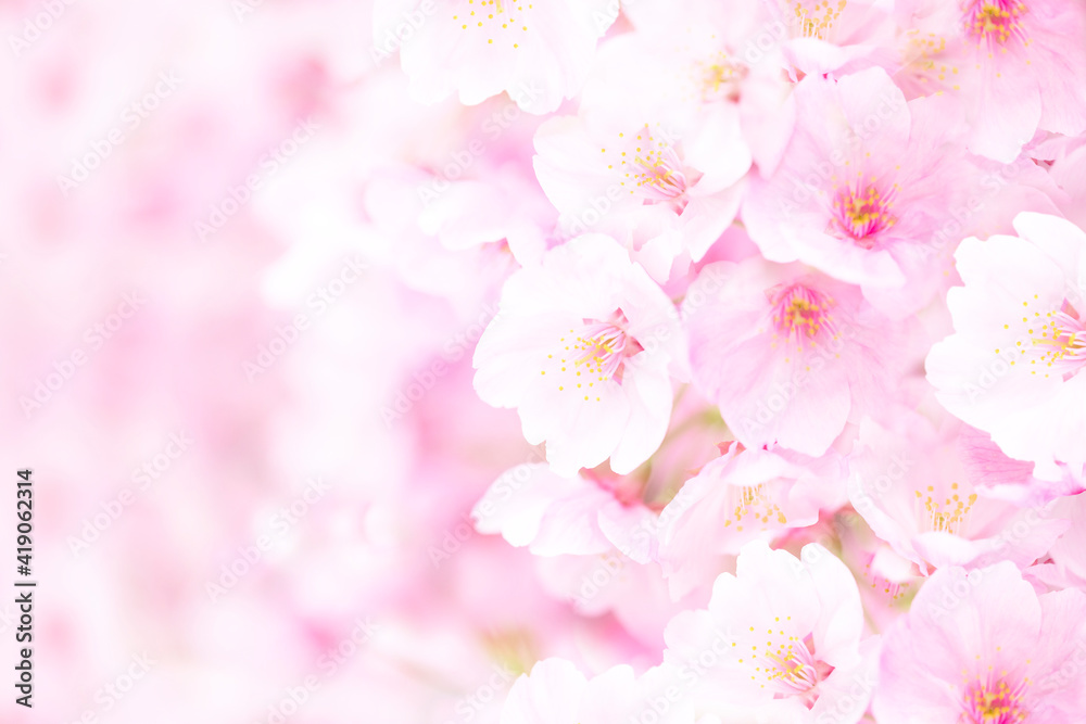 ズームアップした桜の背景テクスチャフレーム Do Sypialni Naklejki Ecowall24 Pl