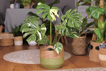 Wall Mural - Large variegated tropical 'Monstera Deliciosa Thai Constellation' house plant with beautiful white sprinkled leaves in basket flower pot in living room with many plants in burry background