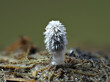 Schneeweißer Mist-Tintling (Coprinopsis nivea)