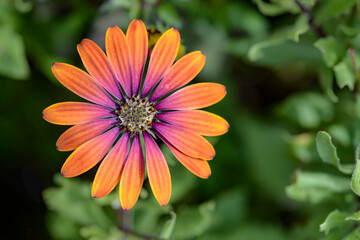 Wall Mural - orange osteospermum flower in the garden