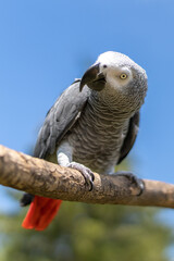 Grey parrot (Psittacus erithacus) Congo African grey parrot
