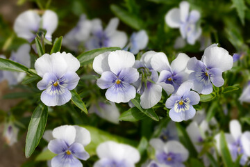 Wall Mural - violet pansies in the garden