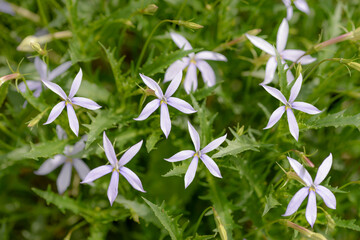 Wall Mural - white laurentia flowers in garden