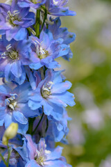 Wall Mural - blue delphinium flowers on green natural background