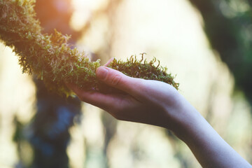 young female hand touching old moss tree, protect nature, green eco-friendly lifestyle, sunny morning, copy space, environment concept