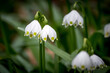 © schame87 - close up of a spring snowflake (german Märzenbecher, lat. Leucojum vernum) in Switzerland
