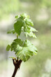 stalk of grapes with leaves on a blurred green background in the garden on a sunny day. warming atmosphere for growth