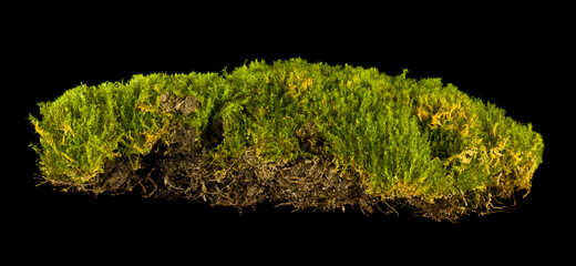 Wall Mural - Green moss isolated on black background close-up.