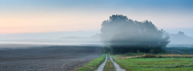 Wall Mural - farm track leading into fields with morning fog at sunrise