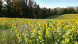 Blühendes Sonnenblumenfeld am Waldrand