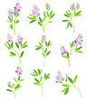 Alfalfa or Lucerne Healing Flower with Elongated Leaves and Clusters of Small Purple Flowers Vector Set
