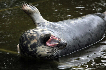 Poster - Grey seal (Halichoerus grypus).