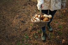Woman Holding Basket With Porcini Mushrooms In Forest, Closeup