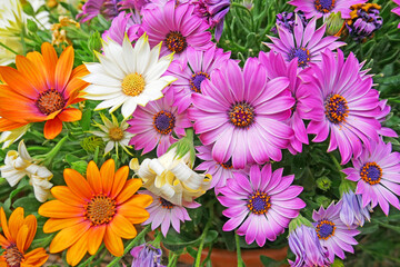 Beautiful background of many camomiles and asters