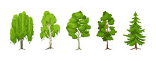 Cartoon Summer Tree Set. Aspen, Birch, Maple, Pine, Willow, Spruce Wood Plants With Leaf. Green Big Planting Trees For Garden Forest Park Landscape Cartoon Isolated