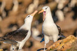 The Black-browed albatross (Thalassarche melanophris)