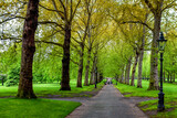 Fototapeta Przestrzenne - Alley with trees in park