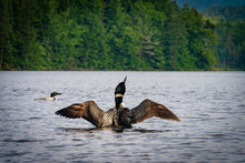 Loons In The Adirondack Mountains Of New York