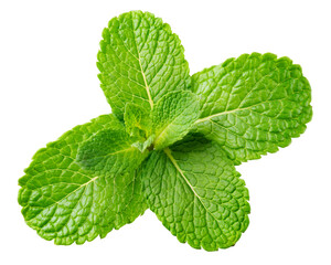 Wall Mural - Mint leaf. Fresh mint on white background. Mint leaves isolated. Full depth of field.