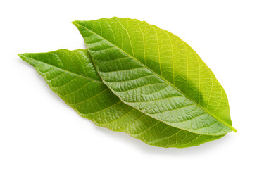 Wall Mural - Walnut leaves isolated. Green walnut leaf on white background. Clipping path.  Full depth of field.