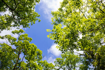 Wall Mural - green leaves against blue sky