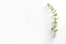 Minimalistic Composition With Eucalyptus Tree Branch Laid Out On Isolated White Background With A Lot Of Copy Space For Text. Top View Shot Of Small Green Leaves Of Tropical Plant. Flat Lay.
