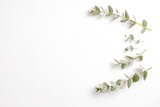 Fototapeta  - Minimalistic composition with eucalyptus tree branch laid out on isolated white background with a lot of copy space for text. Top view shot of small green leaves of tropical plant. Flat lay.