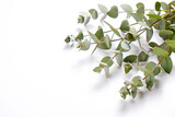 Fototapeta  - Minimalistic composition with eucalyptus tree branch laid out on isolated white background with a lot of copy space for text. Top view shot of small green leaves of tropical plant. Flat lay.