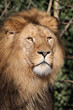Close up portrait of a male lion (Panthera Leo)