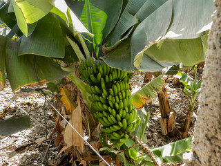 Banana bunch hanging from tree - Plátanos colgando del árbol 