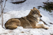 Portrait of a gray wolf. Externally, the gray wolf is very similar to an ordinary dog, that is not surprising because these animals have a common ancestor. However, the wolf looks much bigger.