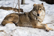 Portrait of a gray wolf. Externally, the gray wolf is very similar to an ordinary dog, that is not surprising because these animals have a common ancestor. However, the wolf looks much bigger.