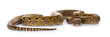 Reticulated python on whiteBeautiful Reticulated python aka Malayopython reticulatus snake in color platinum. Isolated on white background.