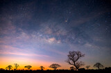 Milky way with stars,silhouette tree in africa with sunrise.Tree silhouetted against a setting sun.Dark tree on open field dramatic sunrise.Typical african sunset with acacia trees in Masai Mara,Kenya