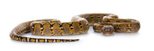 Reticulated Python On WhiteBeautiful Reticulated Python Aka Malayopython Reticulatus Snake In Color Platinum. Isolated On White Background.