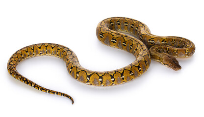 Fototapete - Beautiful Reticulated python aka Malayopython reticulatus snake in color platinum. Isolated on white background.