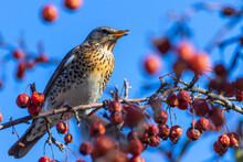 The Mountain Ash Thrush (Turdus Pilaris, Fieldfare) Sits On A Rowan Branch Covered With Berries.