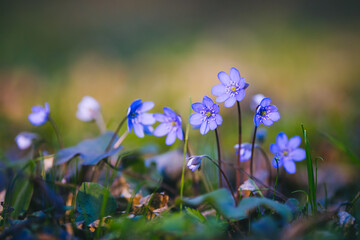 Ground level view of lovely flowers in the woods.