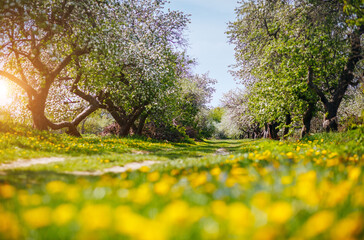 Canvas Print - Ground level view of a lush dandelion in an apple orchard in sunny weather.