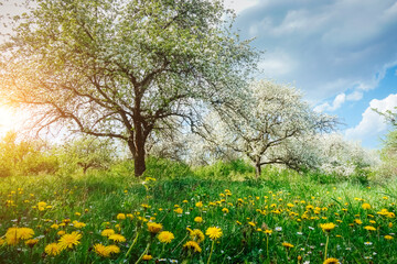 Fotobehang - Fantastic yellow field with dandelions in orchard.